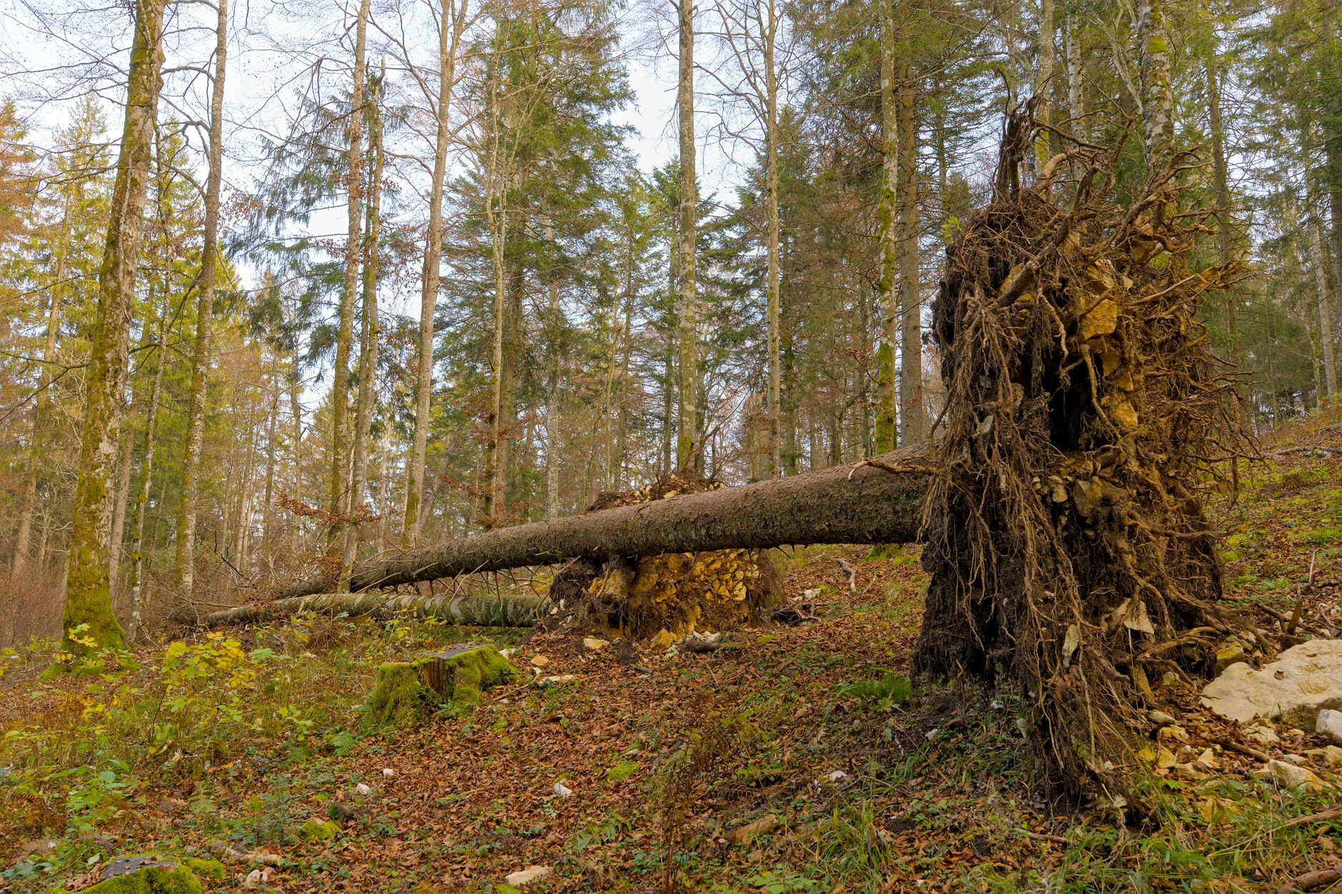 Enlèvement arbre urgence équipe à Saint-Michel-sur-Orge